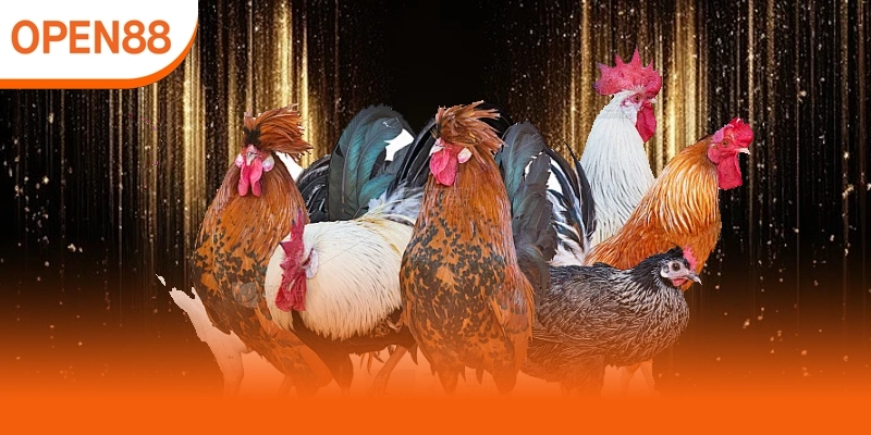 Hướng dẫn đọc kèo đá gà trực tiếp cho người mới