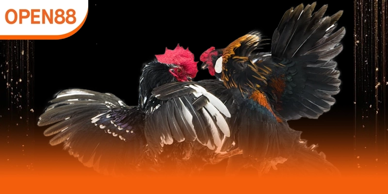 Ưu điểm nổi bật khi chơi kèo đá gà trực tiếp Open88